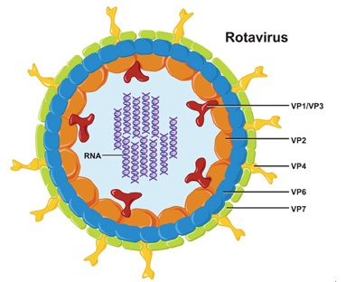Dùng thuốc cầm tiêu chảy do Rotavirus cho trẻ - Nguy hiểm!