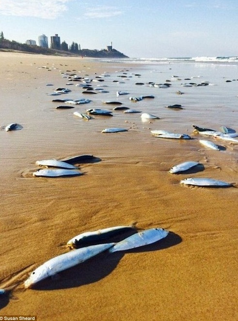 Hàng nghìn con cá trôi dạt vào bờ rồi biến mất bí ẩn