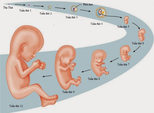 Những điều cần biết về thai nhi